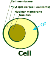 cell_membrane_small_with_o2